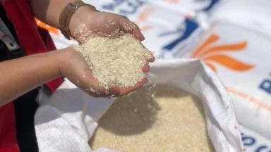 Ilustrasi beras. (FOTO: BISNIS.COM)